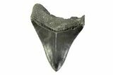 Serrated, Fossil Megalodon Tooth - South Carolina #341402-1